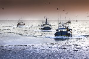 Brexit and Fisheries: A French View