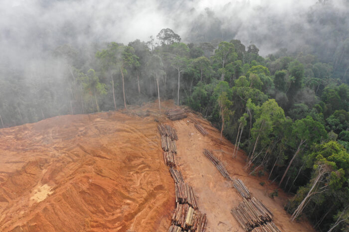 How EU double standards help deforestation