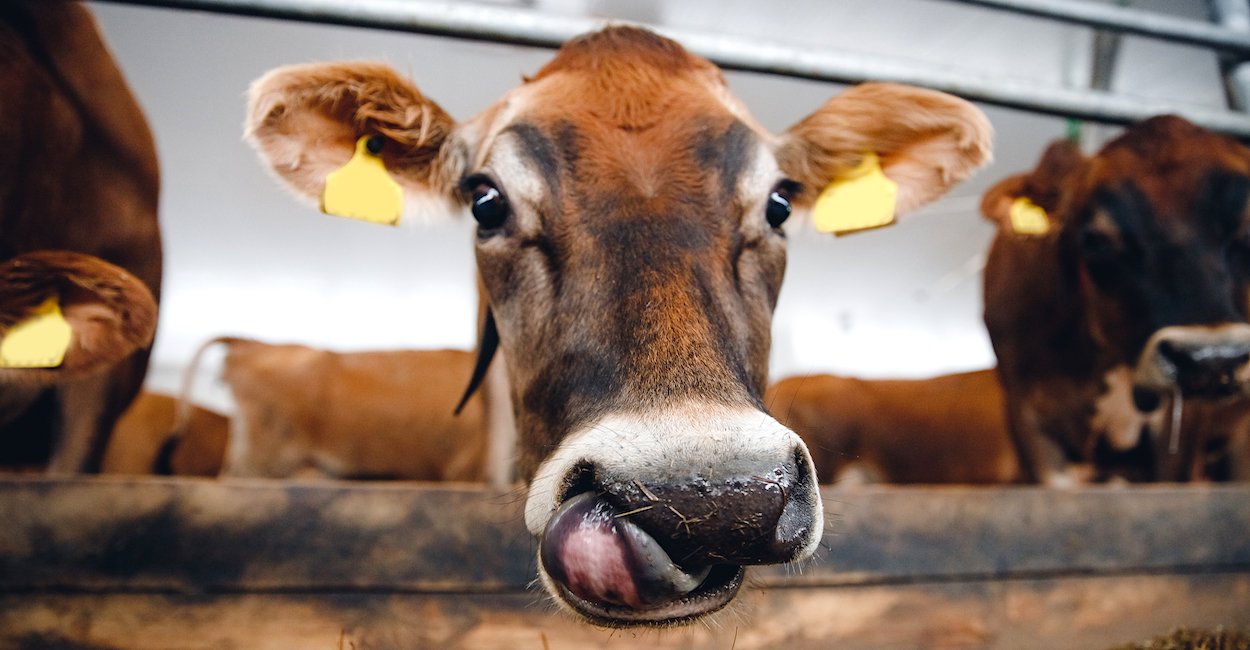 Keeping tariffs on our friends, but removing them from our critics! Why?!